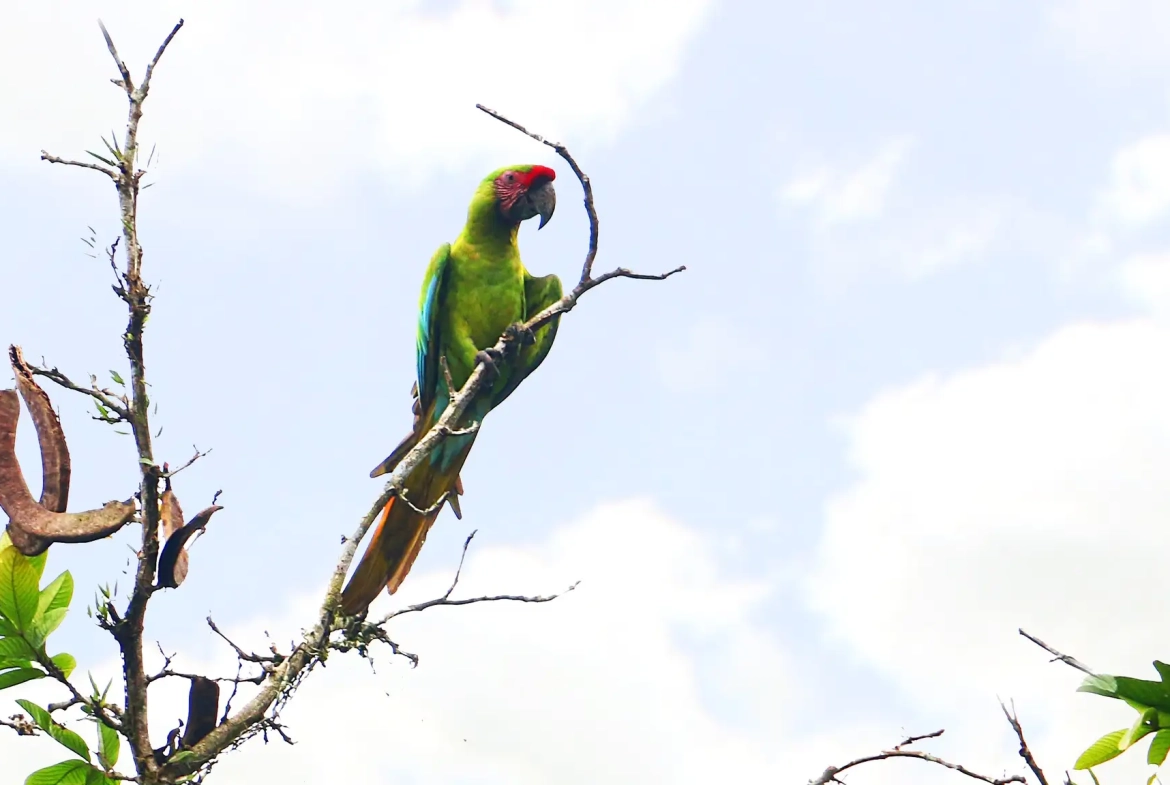 24 Acre Forest Reserve With 2 Rivers Near La Virgen de Sarapiqui for Sale - Birding