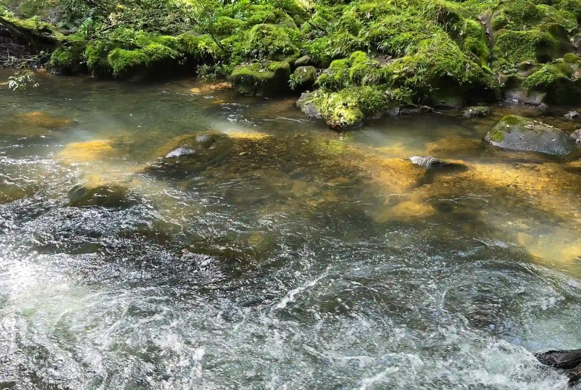 24 Acre Forest Reserve With 2 Rivers Near La Virgen de Sarapiqui for Sale By Owner - River
