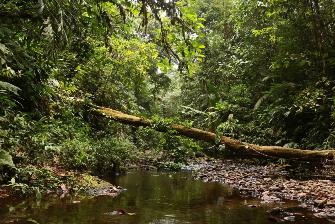 24 Acre Forest Reserve With 2 Rivers Near La Virgen de Sarapiqui for Sale By Owner - Stream