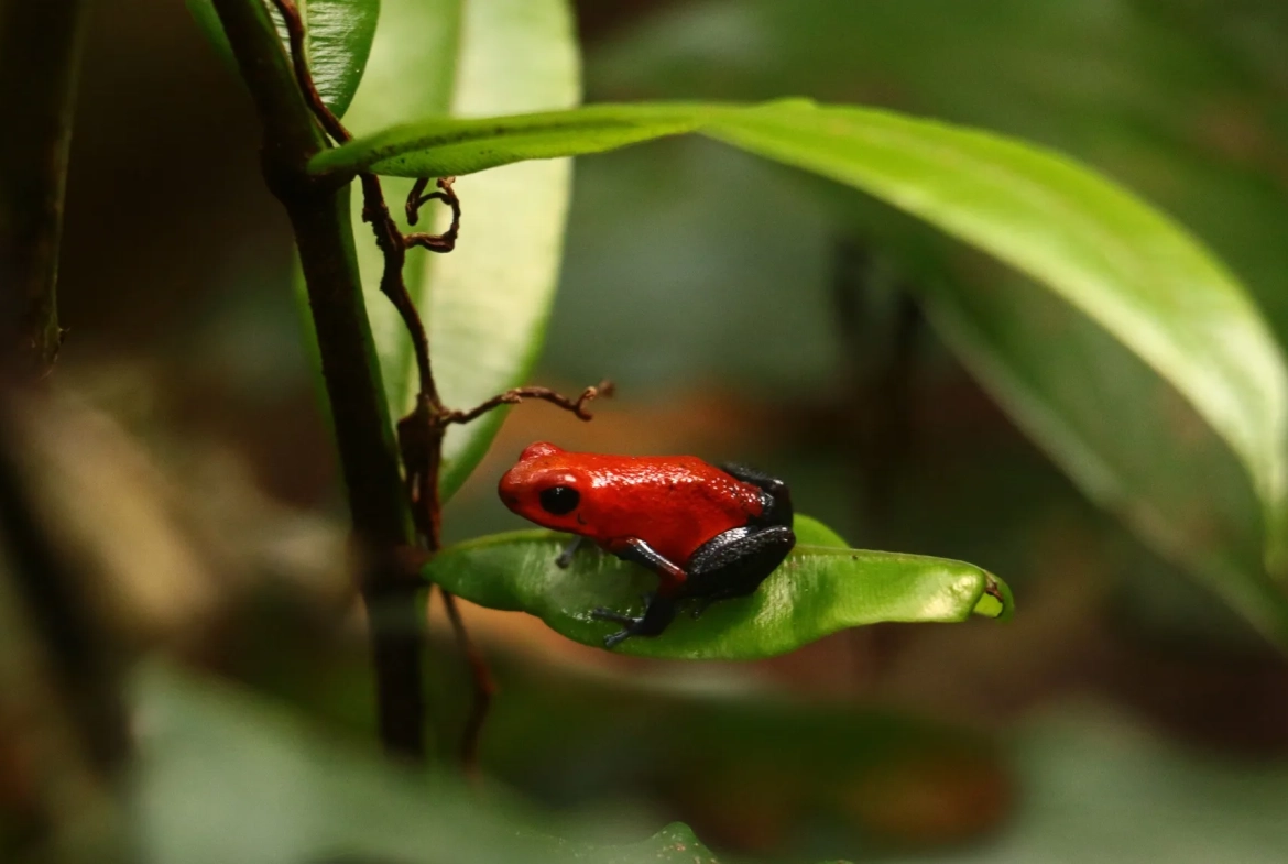 24 Acre Forest Reserve With 2 Rivers Near La Virgen de Sarapiqui for Sale By Owner - Tree Frog