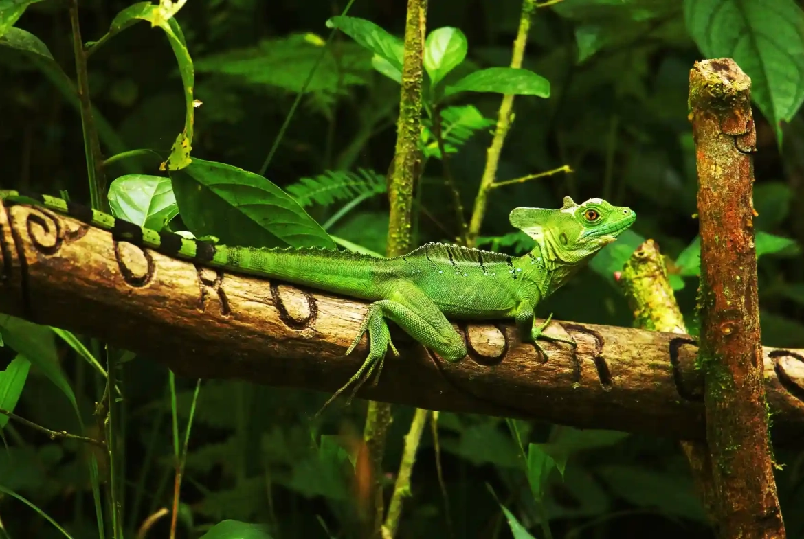 24 Acre Forest Reserve With 2 Rivers Near La Virgen de Sarapiqui for Sale By Owner - Wildlife