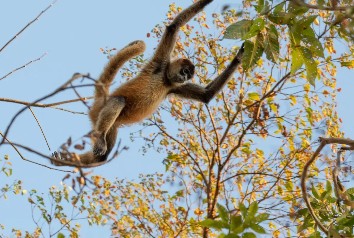River front eco lodge La Cruz Guanacaste Monkey in tree